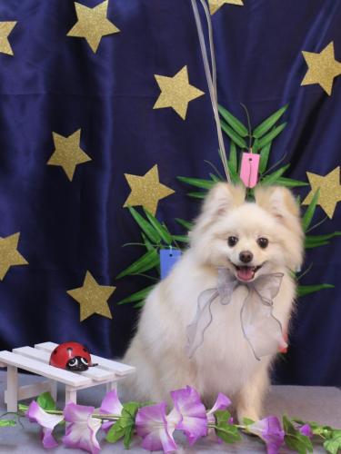 20230705米太郎くん